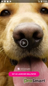 Video Live Wallpapers v4.0.6 [Premium]