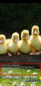 Photo Gallery (Gallery Elite) v1.30 build 222 [Premium]